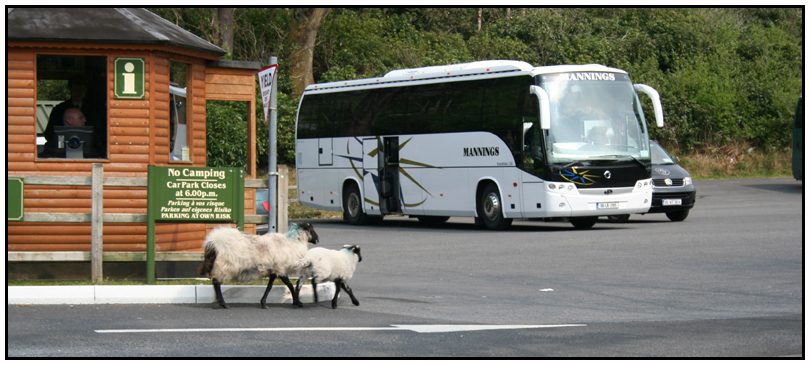 sheeptakingthebus.jpg